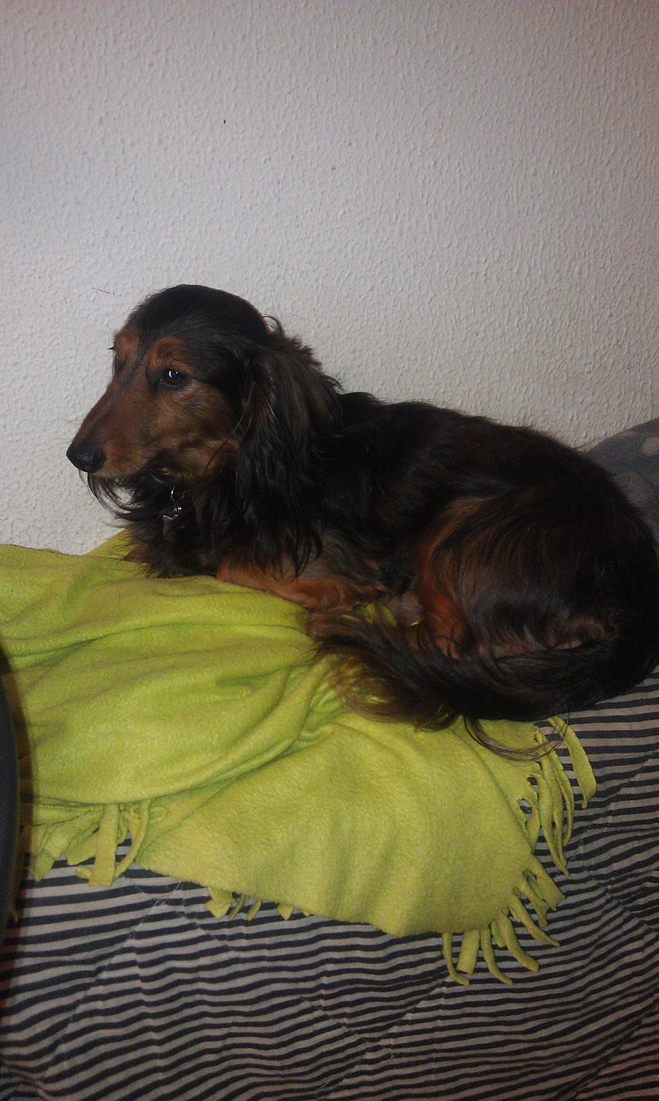 Gravhund Trold billede 6