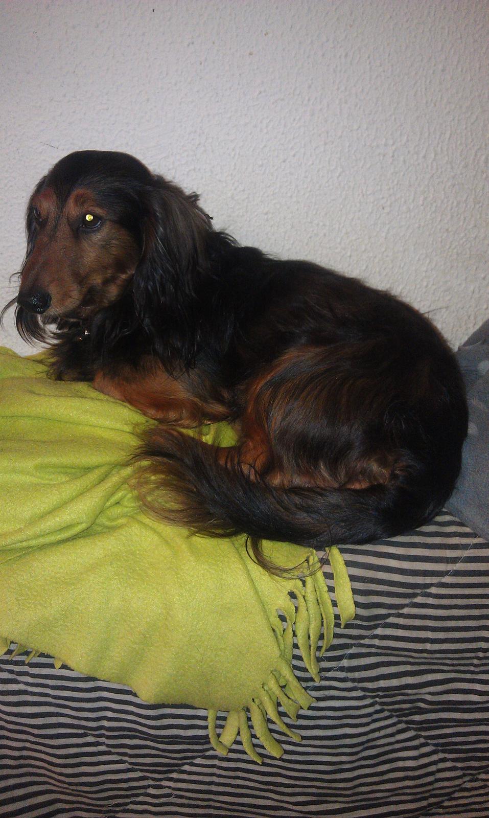 Gravhund Trold billede 7