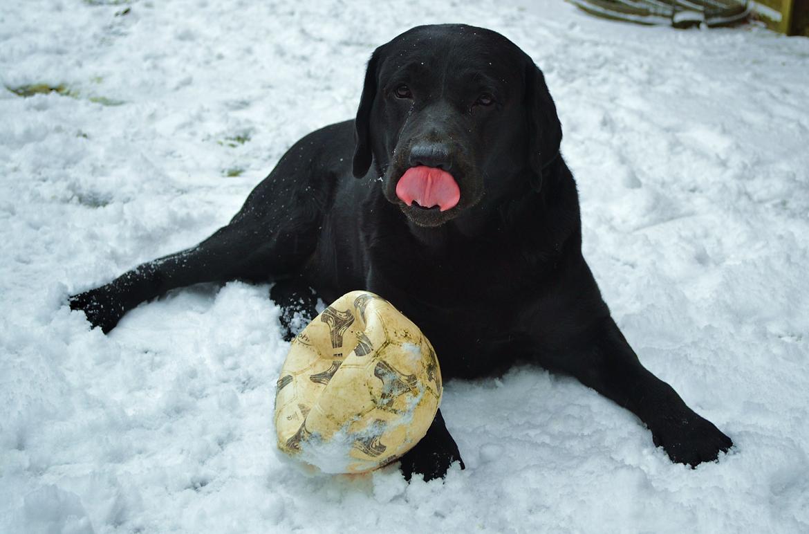 Labrador retriever Athos RIP billede 2