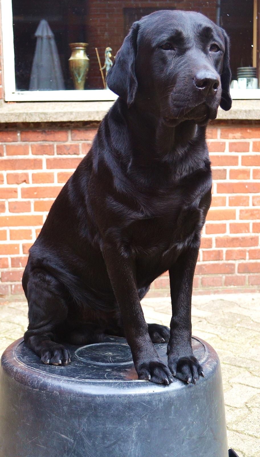 Labrador retriever Athos RIP billede 20