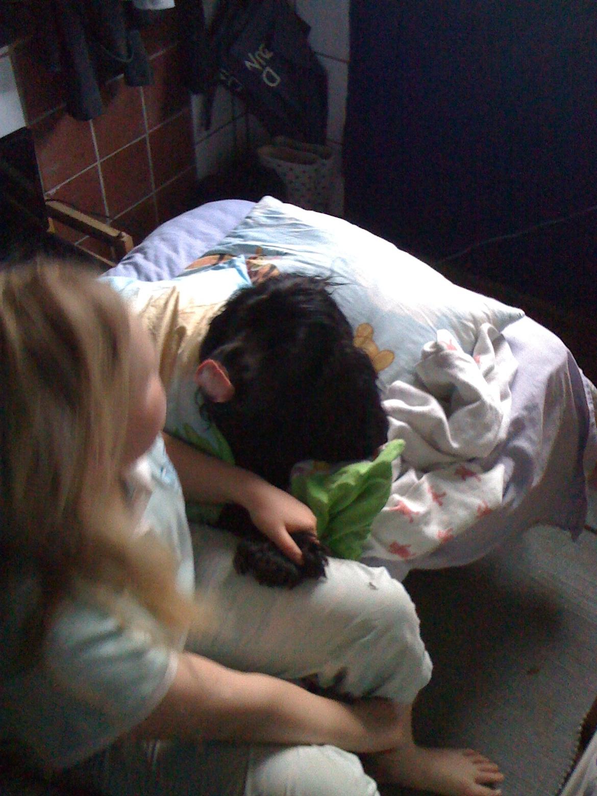 Cocker spaniel Tilde billede 13