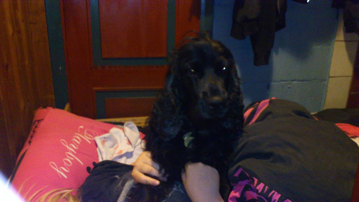 Cocker spaniel Tilde billede 15