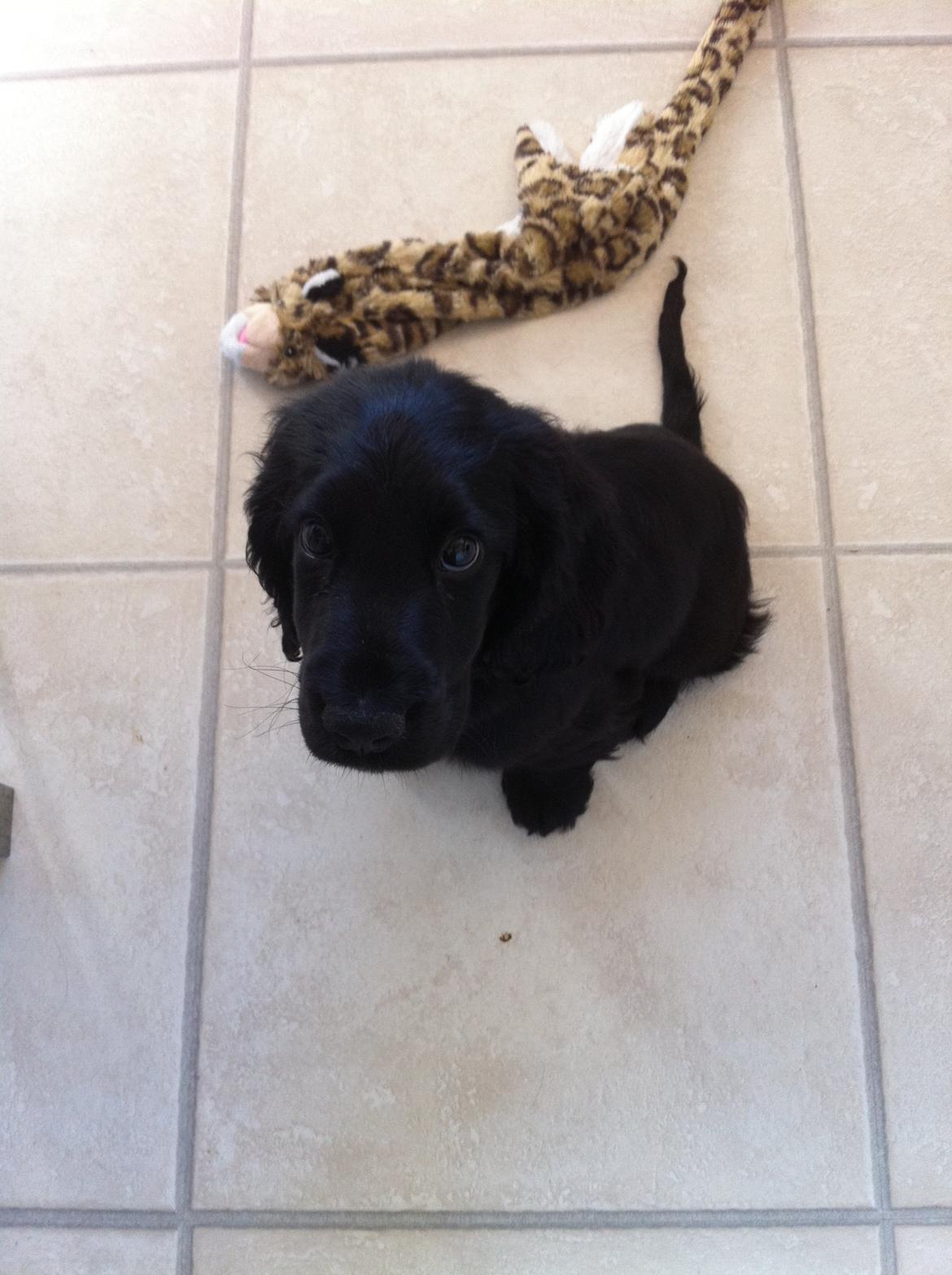 Cocker spaniel Baloo billede 1