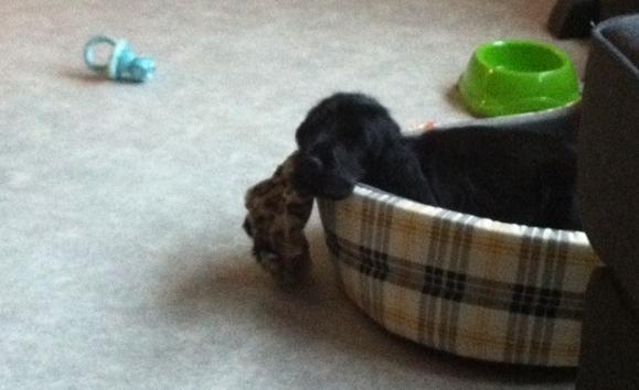 Cocker spaniel Baloo billede 2