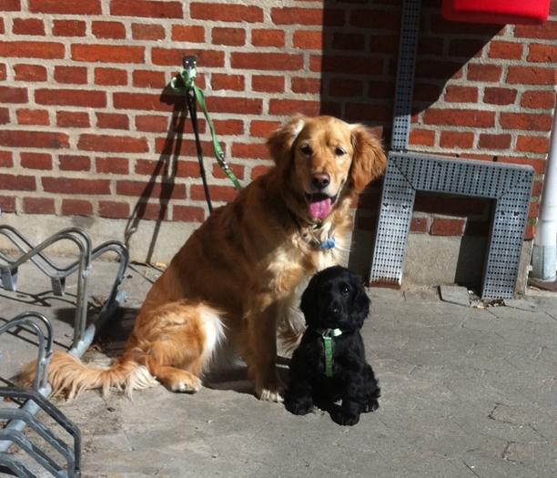 Cocker spaniel Baloo - min gode ven twister passer godt på mig :) billede 3