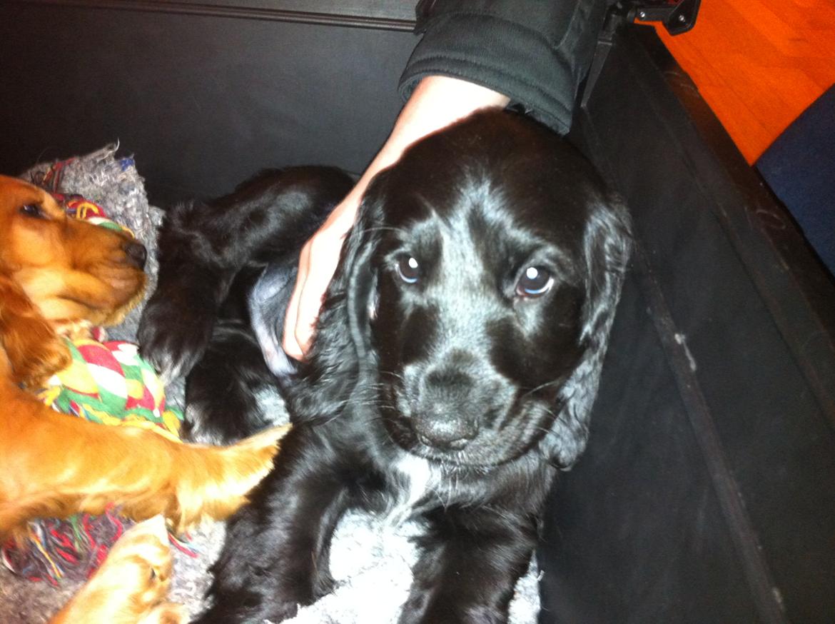 Cocker spaniel Baloo billede 4