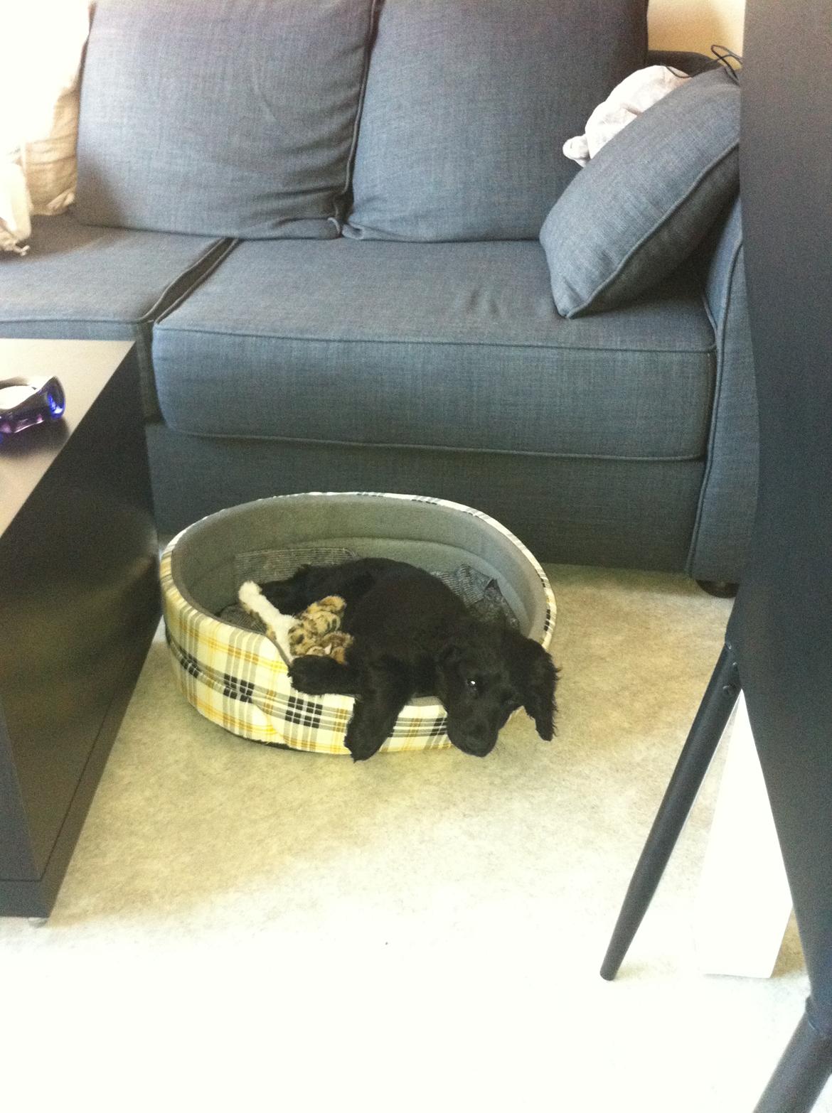 Cocker spaniel Baloo billede 6