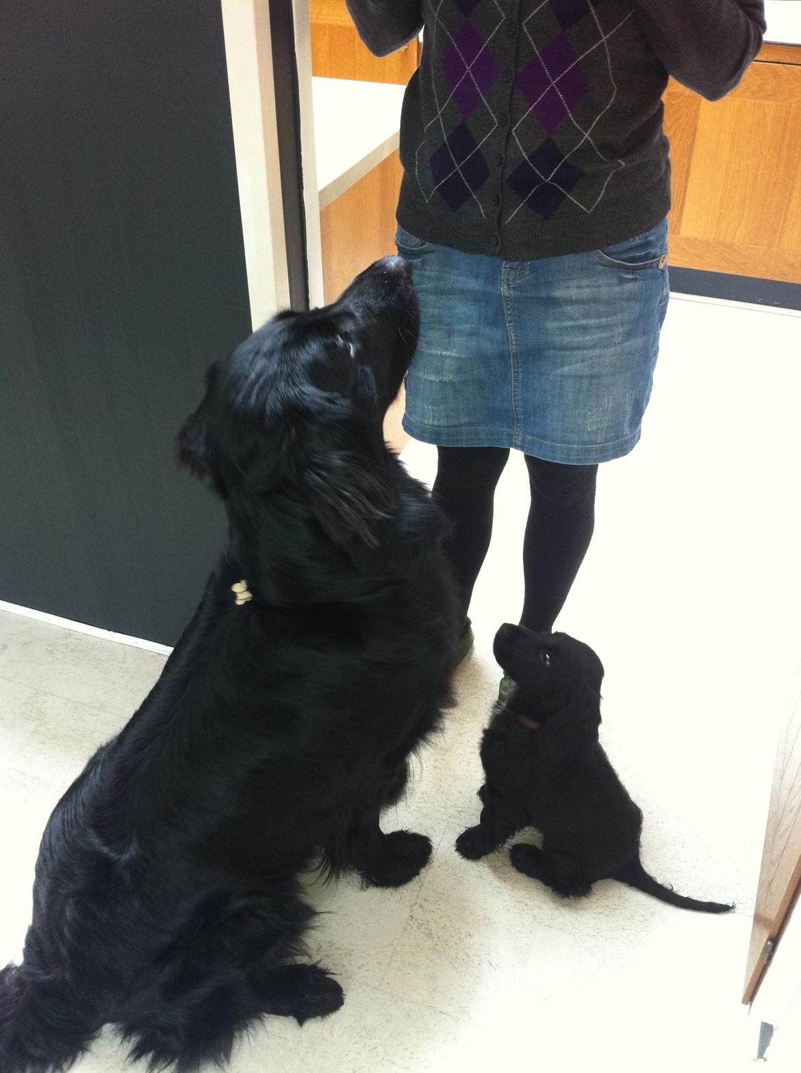 Cocker spaniel Baloo - Lille mig og min dejlige "onkel" Calle venter pænt på at få et stykke gulerod :) billede 7
