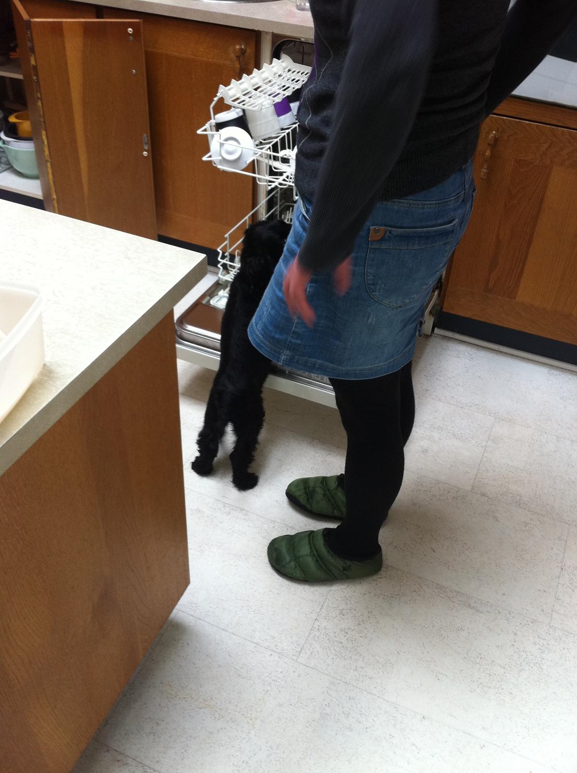 Cocker spaniel Baloo - opvaskemaskiner er altså bare så spændende! billede 8