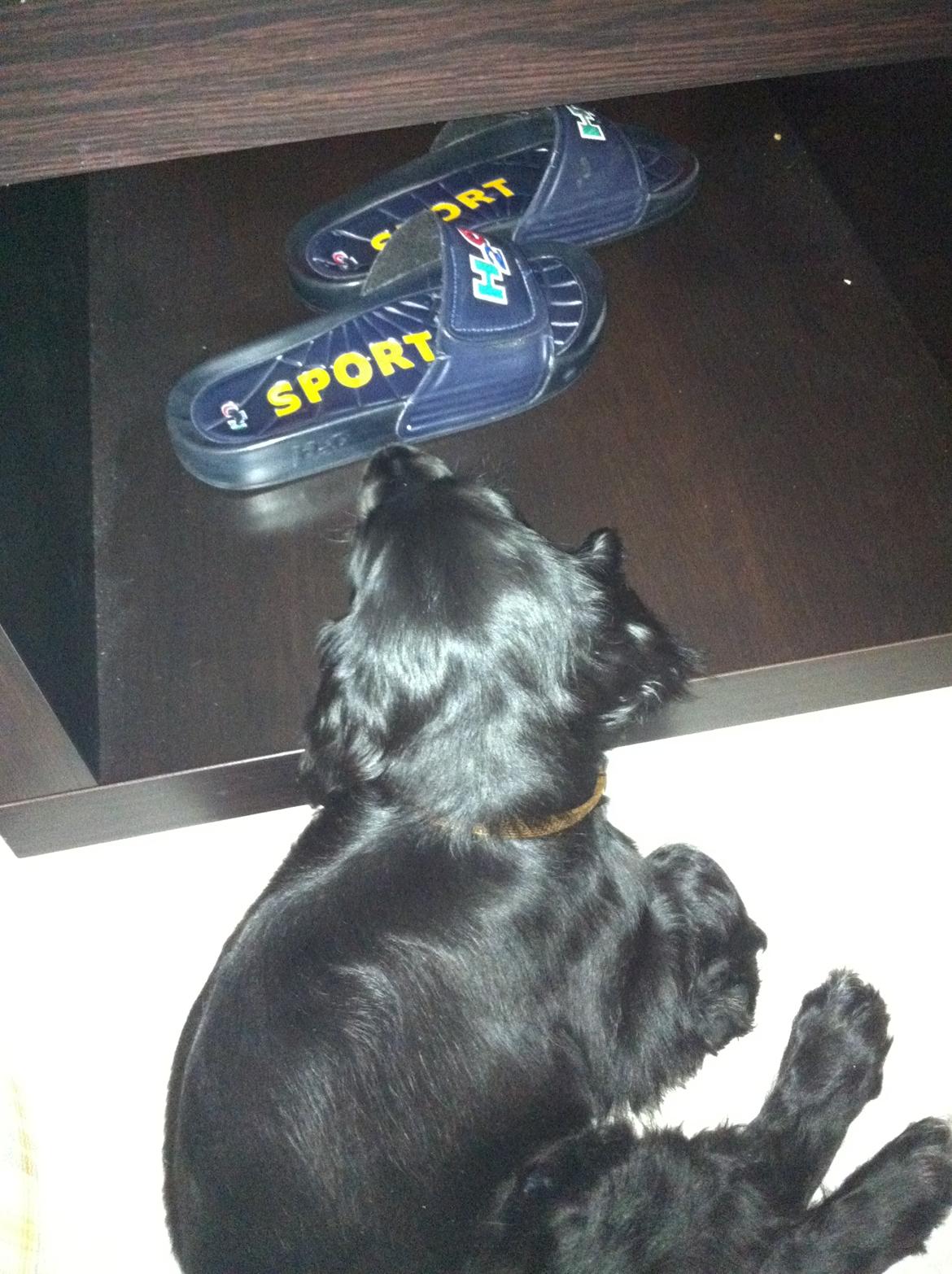 Cocker spaniel Baloo - dejligt at bordet hjælper når man selv er for træt til at holde sit hoved :-) billede 9