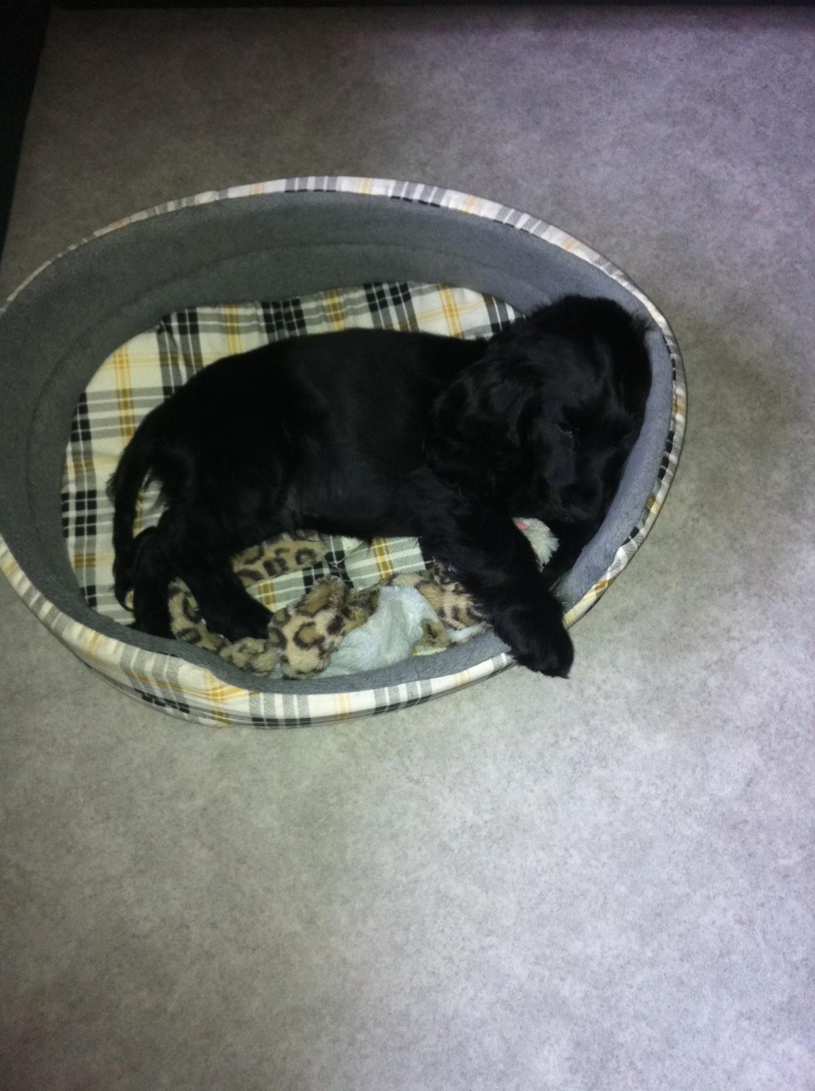 Cocker spaniel Baloo billede 10