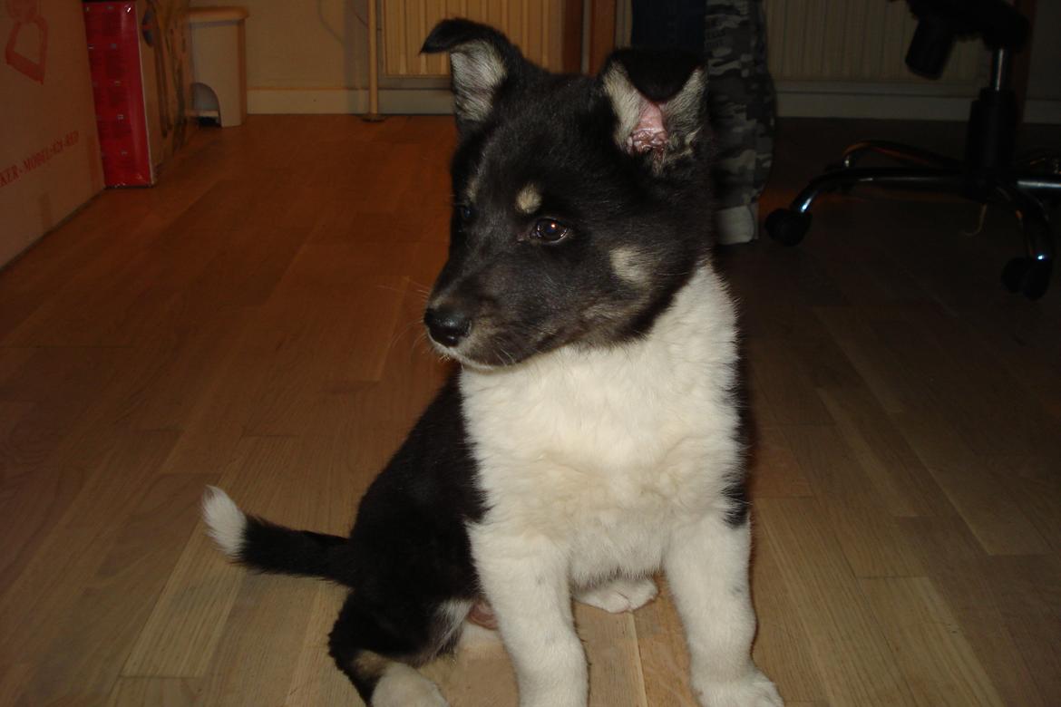 Alaskan husky Tiki - Jeg gør mig lige lækker :D  billede 2