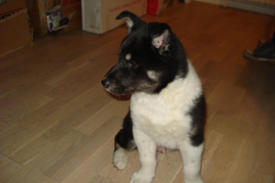 Alaskan husky Tiki - 7 Uger og 3 dage :) billede 9