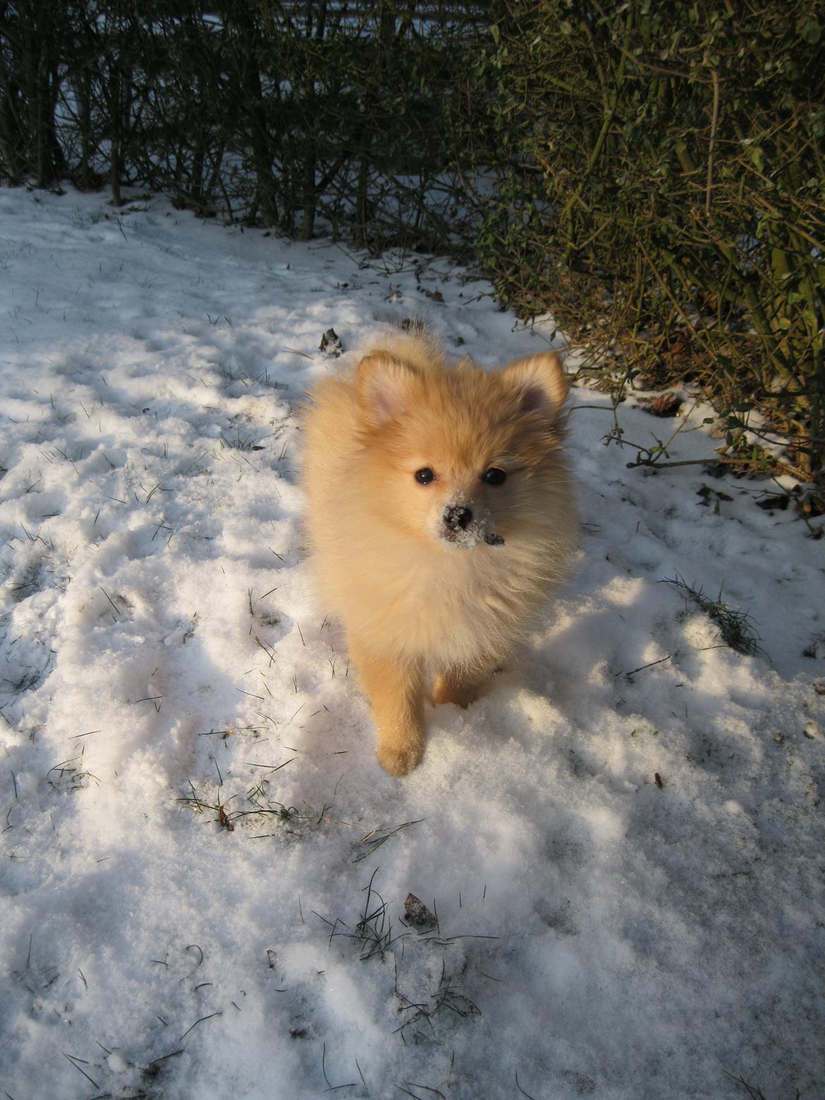 Pomeranian Anna - Anna´s første legedag i sneen.  billede 3