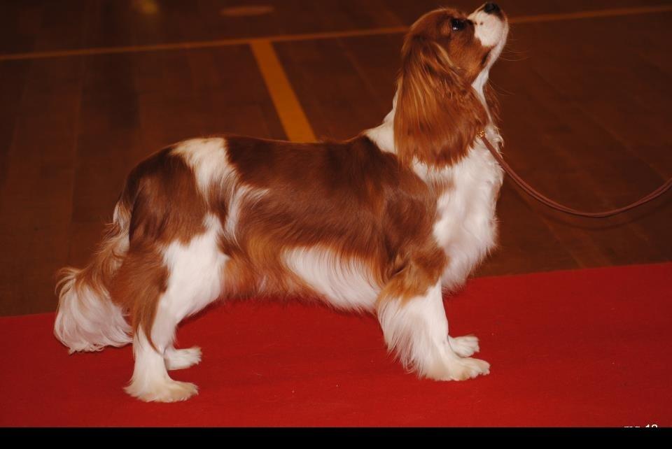 Cavalier king charles spaniel Longbody´s Made For Mirror - Mascha - Mascha på udstilling - første gang i juniorklassen på Cavalierklubbens udstilling 24/3-12 billede 1