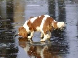 Cavalier king charles spaniel Longbody´s Made For Mirror - Mascha - Mascha på glatis billede 2