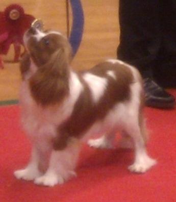 Cavalier king charles spaniel Longbody´s Made For Mirror - Mascha - Mascha som juniorhandlerhund billede 3