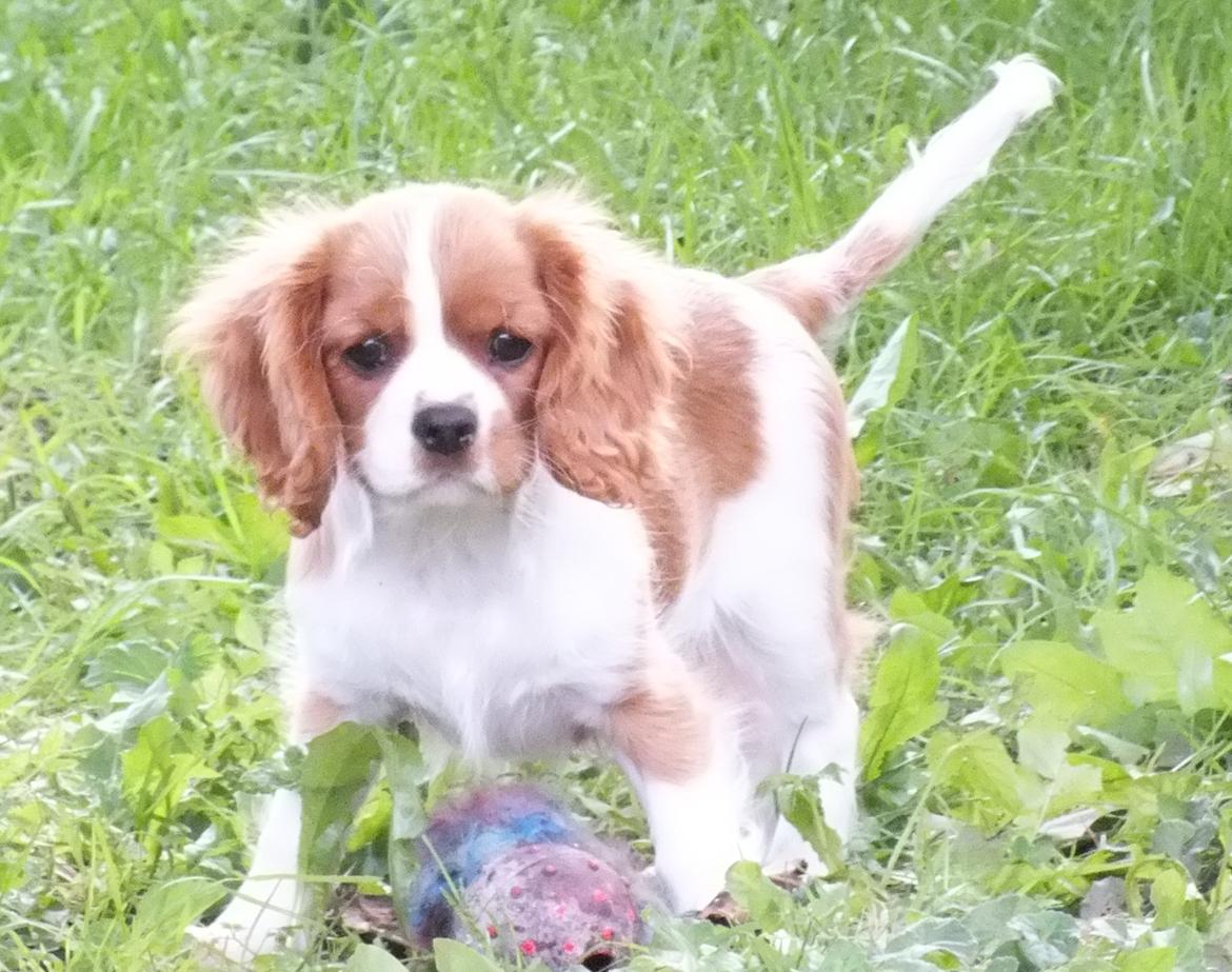 Cavalier king charles spaniel Longbody´s Made For Mirror - Mascha - Mascha 3 måneder billede 4