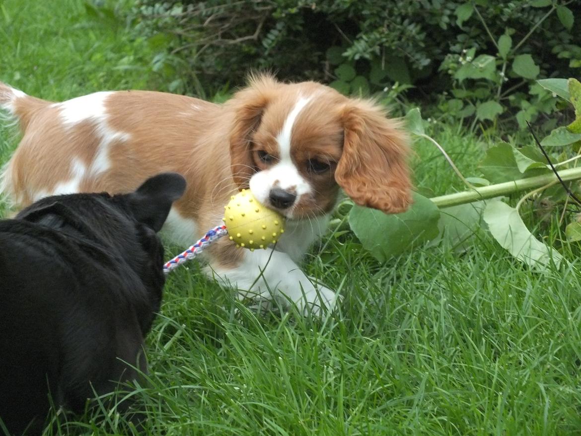 Cavalier king charles spaniel Longbody´s Made For Mirror - Mascha - Mascha 3 måneder billede 5
