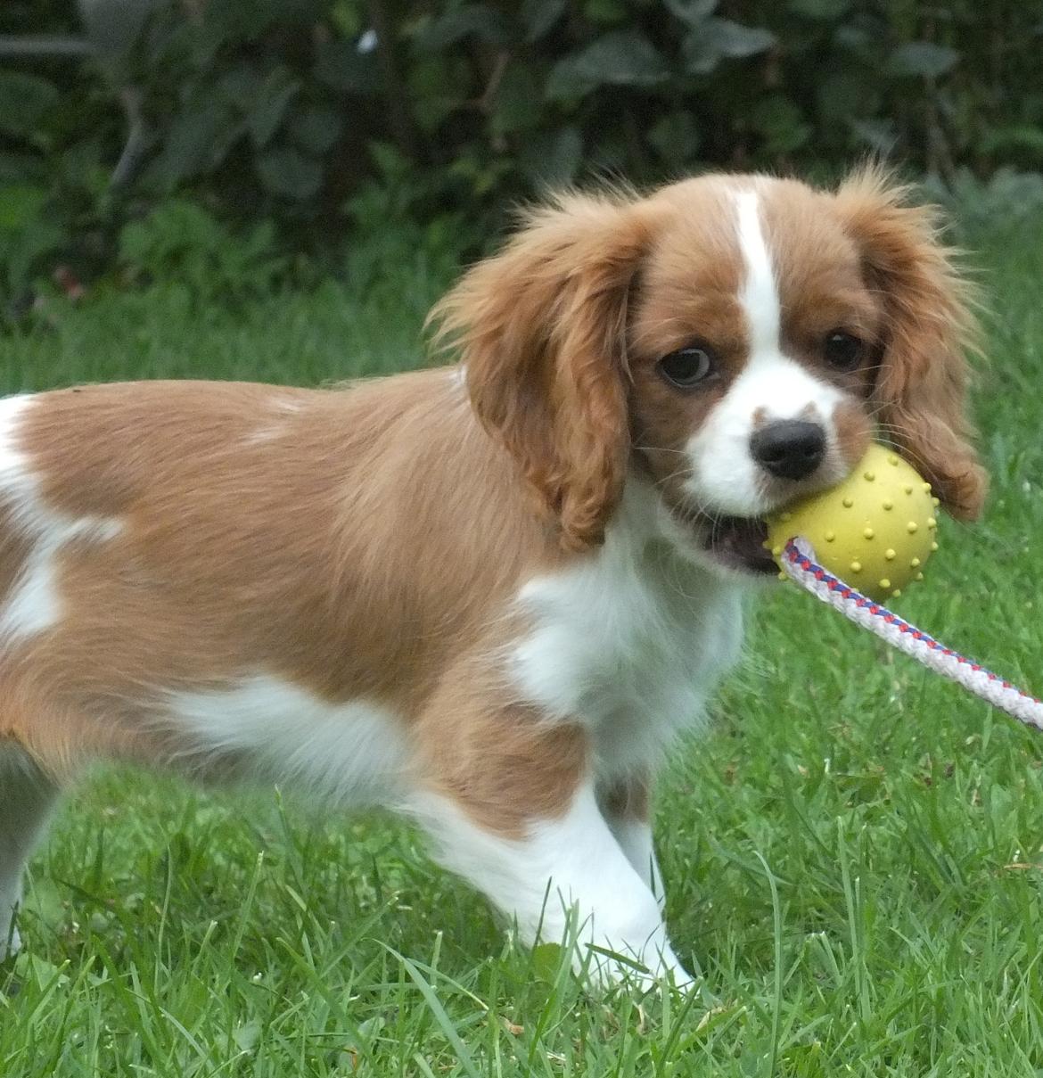 Cavalier king charles spaniel Longbody´s Made For Mirror - Mascha - Mascha 3 månederMascha 3 måneder billede 6