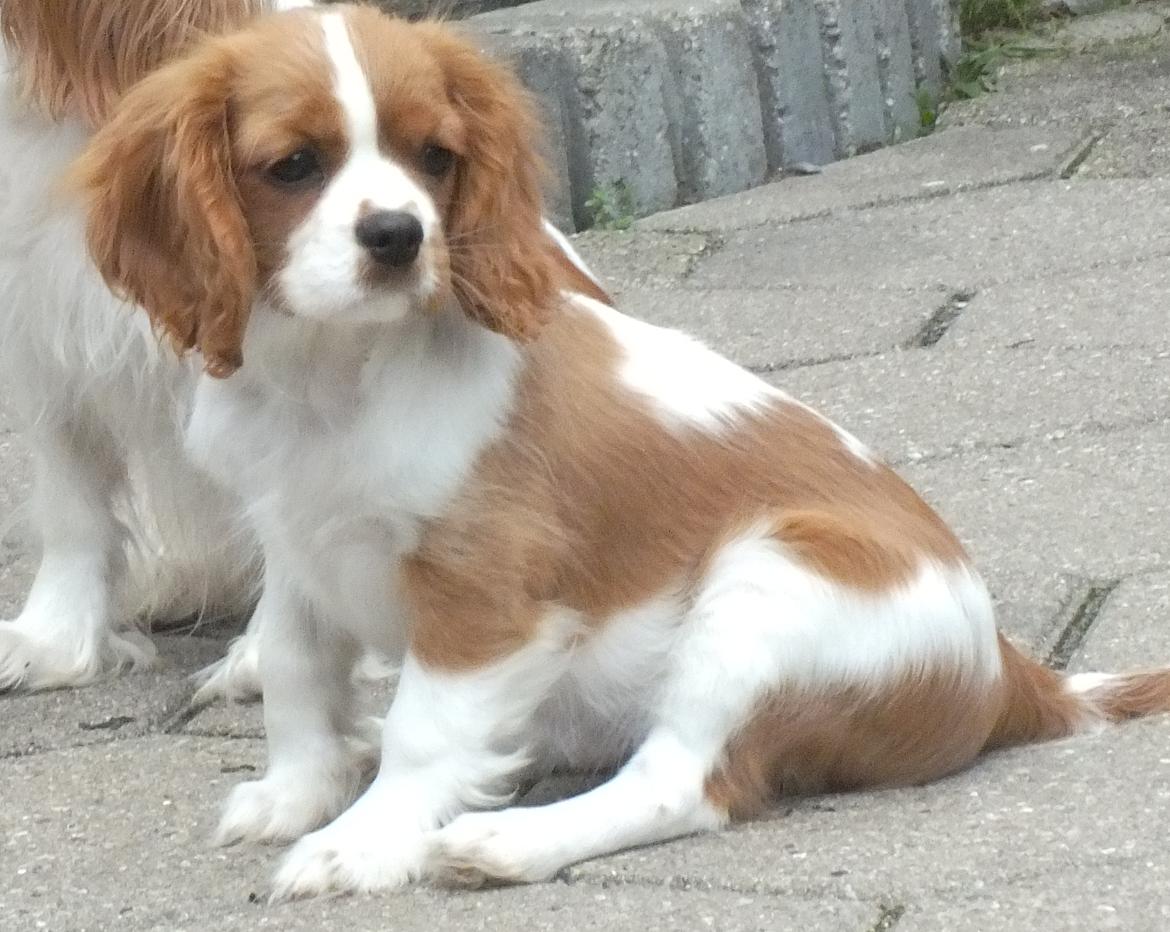 Cavalier king charles spaniel Longbody´s Made For Mirror - Mascha - Mascha 3 måneder billede 7