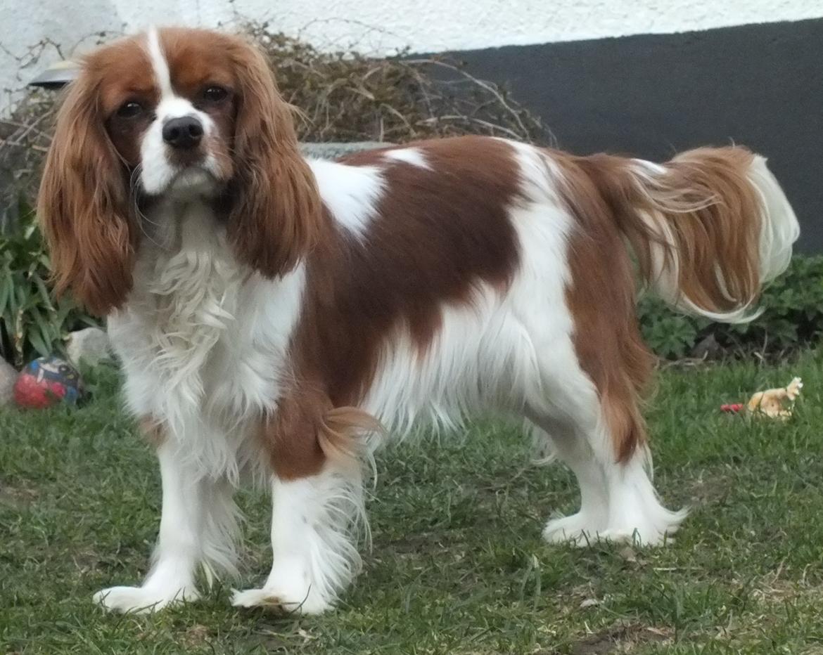 Cavalier king charles spaniel Longbody´s Made For Mirror - Mascha - Mascha 10 måneder billede 8