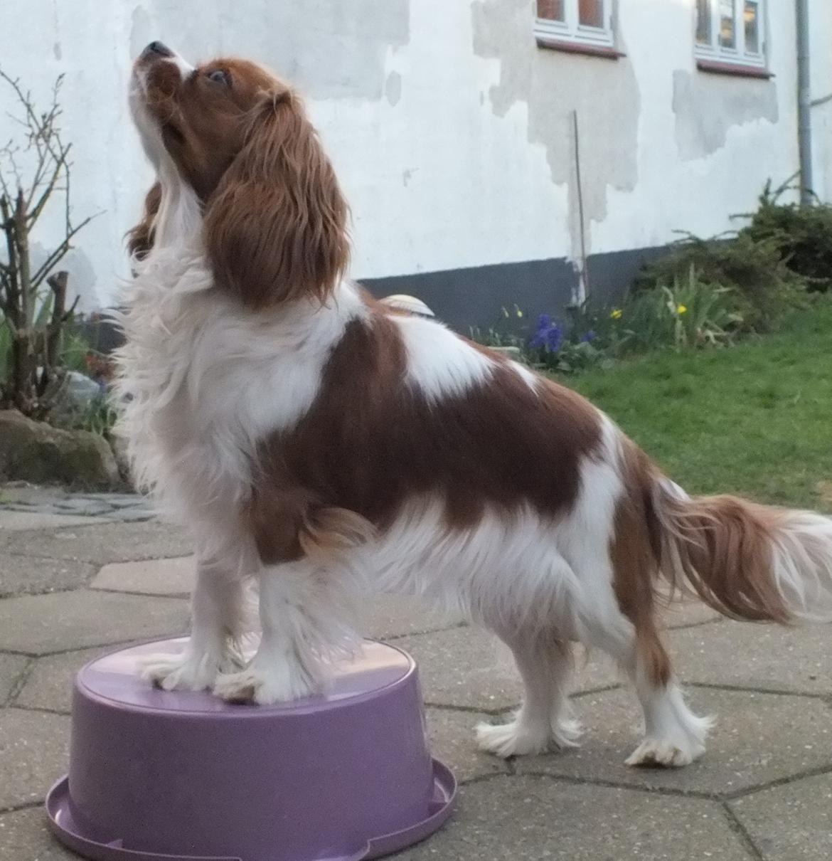 Cavalier king charles spaniel Longbody´s Made For Mirror - Mascha - Mascha 10 måneder - træner "elefanten" billede 9