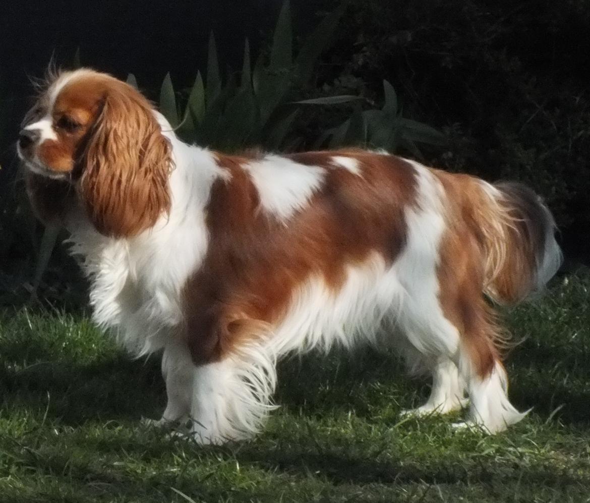 Cavalier king charles spaniel Longbody´s Made For Mirror - Mascha - Mascha 10 måneder billede 10