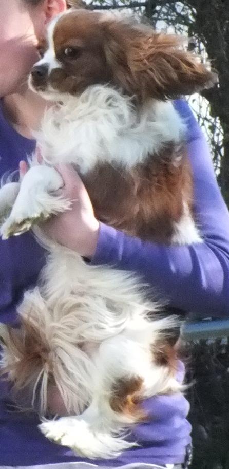 Cavalier king charles spaniel Longbody´s Made For Mirror - Mascha - Mascha 10 måneder billede 11