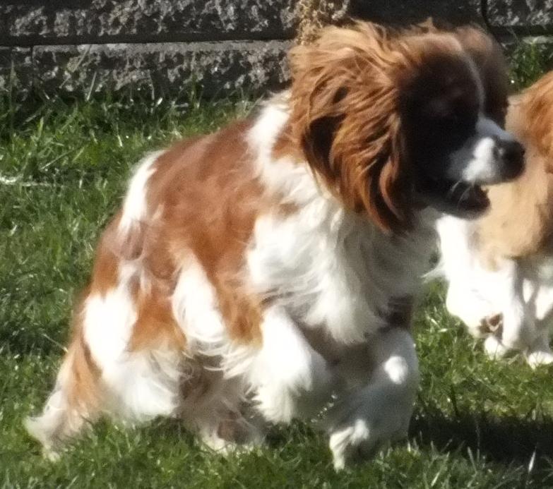 Cavalier king charles spaniel Longbody´s Made For Mirror - Mascha - Mascha 10 måneder billede 12