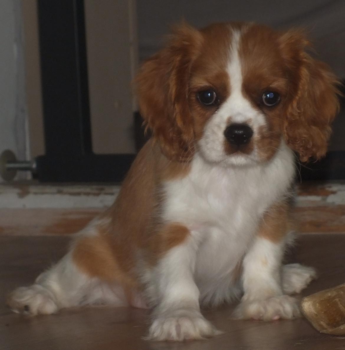 Cavalier king charles spaniel Longbody´s Made For Mirror - Mascha - Mascha 3 måneder billede 13