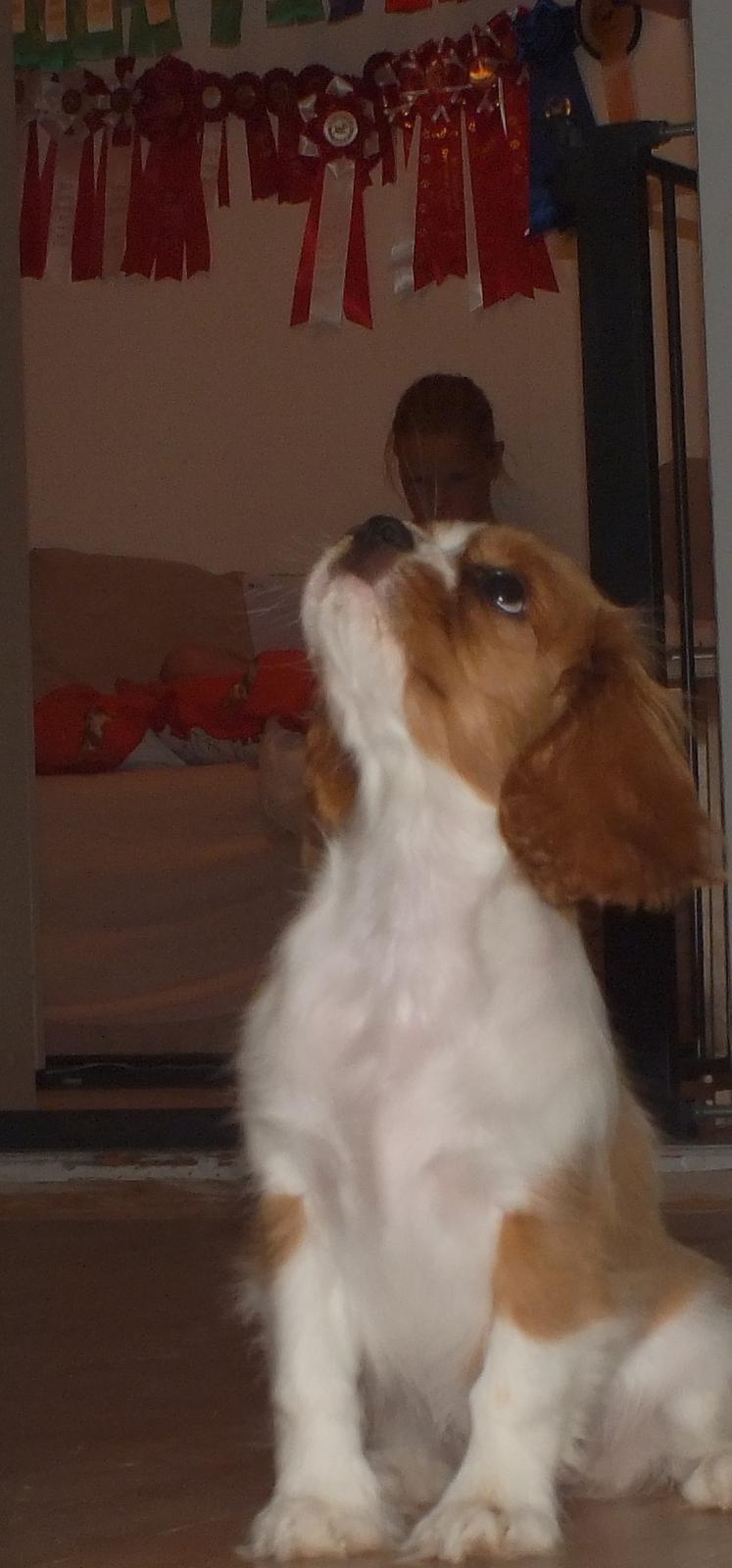 Cavalier king charles spaniel Longbody´s Made For Mirror - Mascha - Mascha 3 måneder - orv en masse rosetter der er. Sådan nogle vil jeg også have :-) billede 14