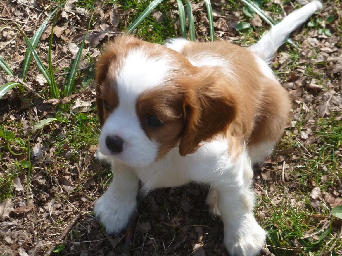 Cavalier king charles spaniel Aimee billede 1