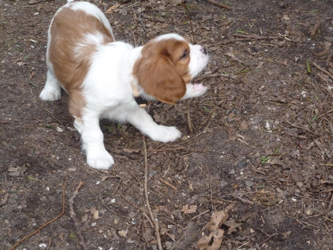 Cavalier king charles spaniel Aimee billede 2
