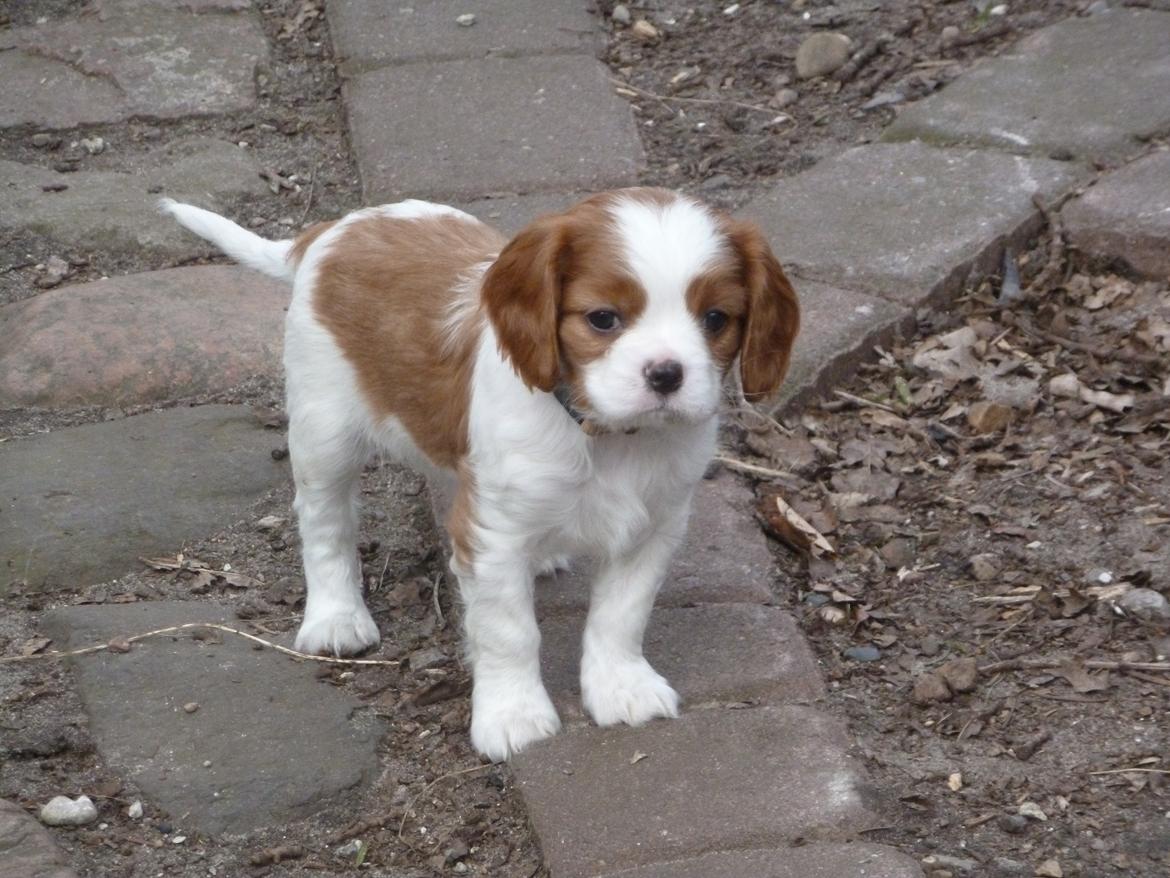 Cavalier king charles spaniel Aimee billede 3