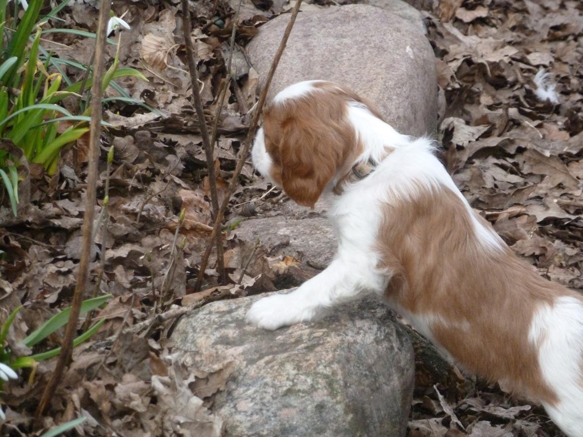 Cavalier king charles spaniel Aimee billede 4