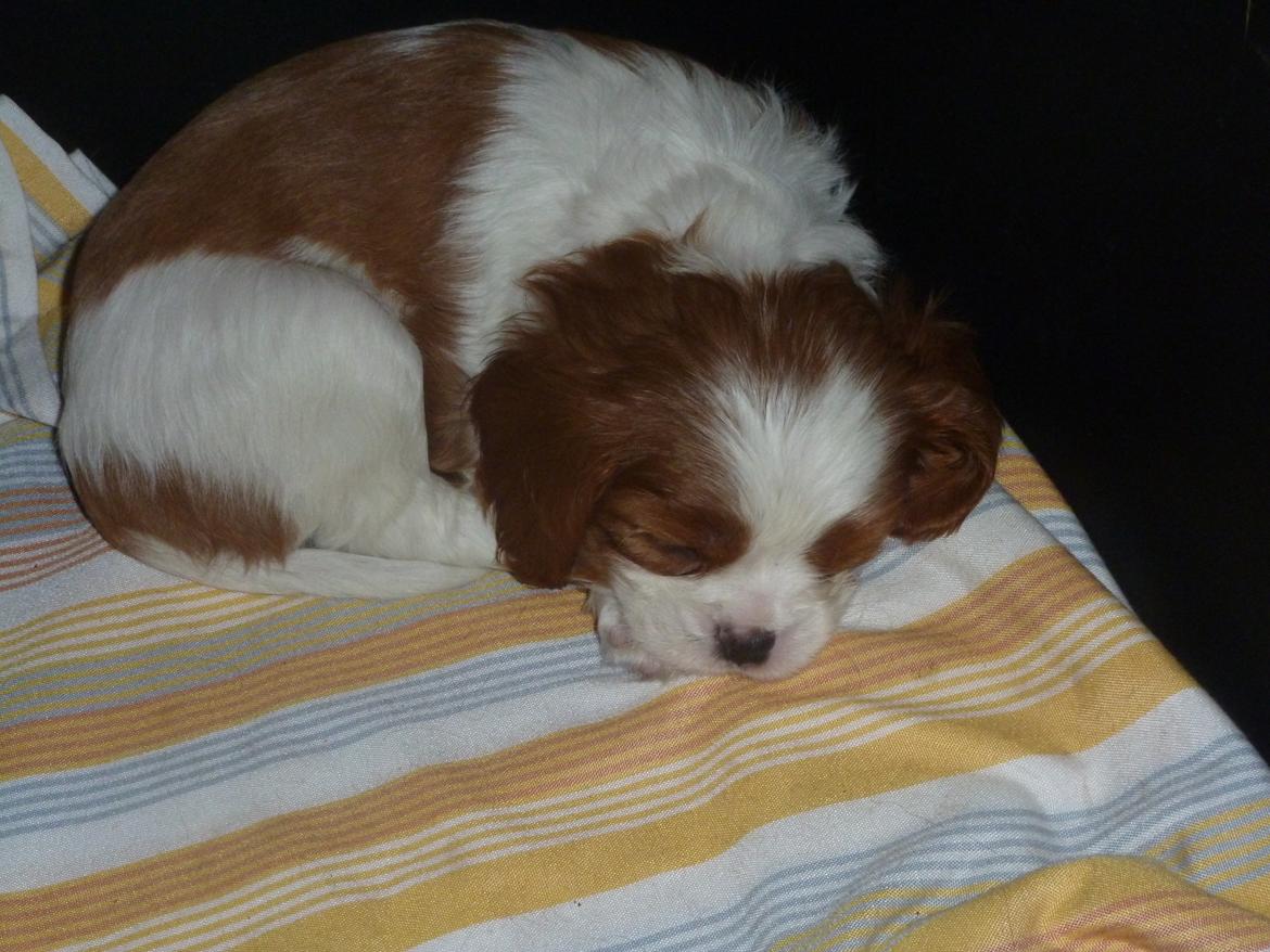 Cavalier king charles spaniel Aimee billede 5