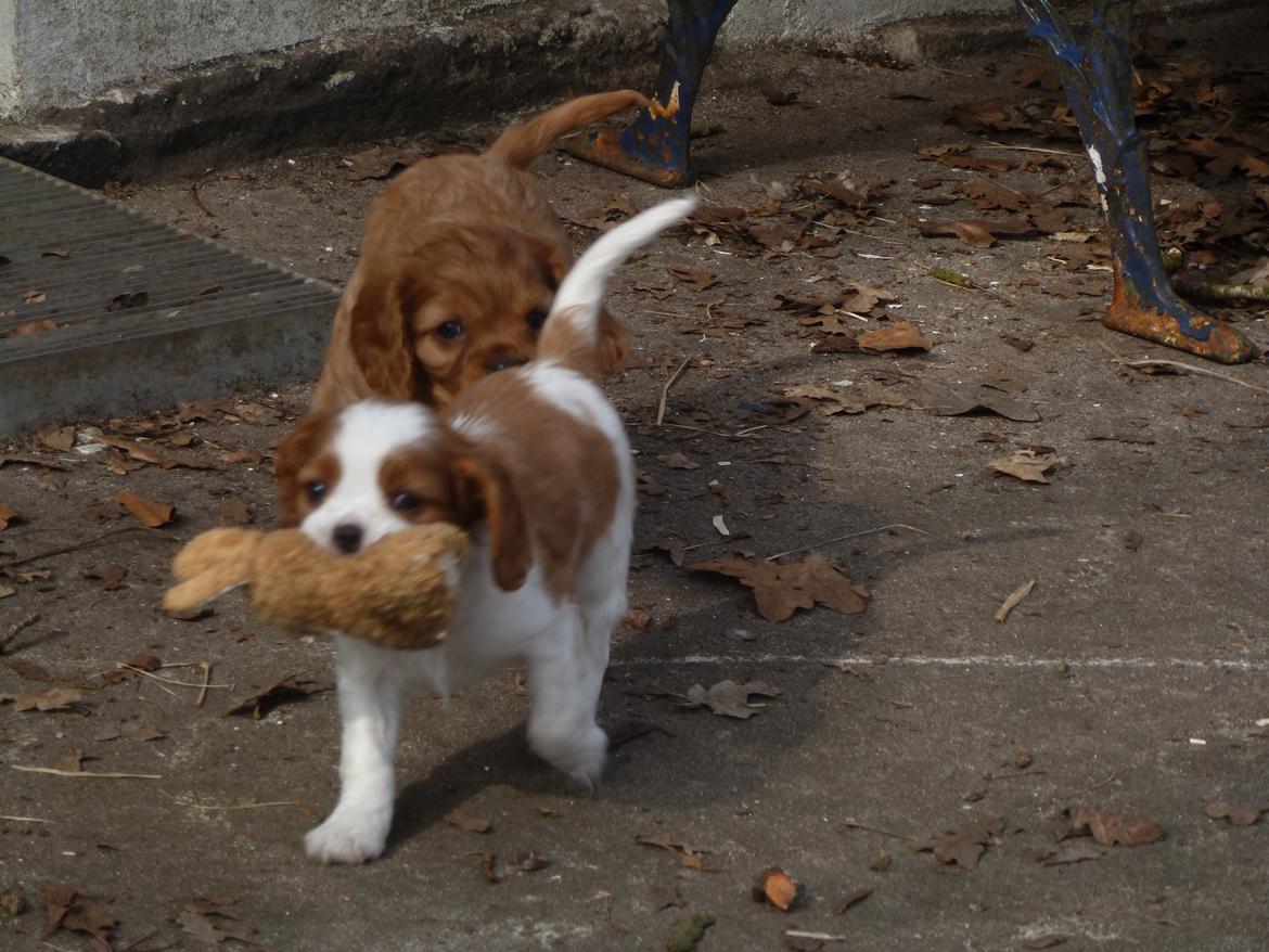 Cavalier king charles spaniel Aimee billede 6