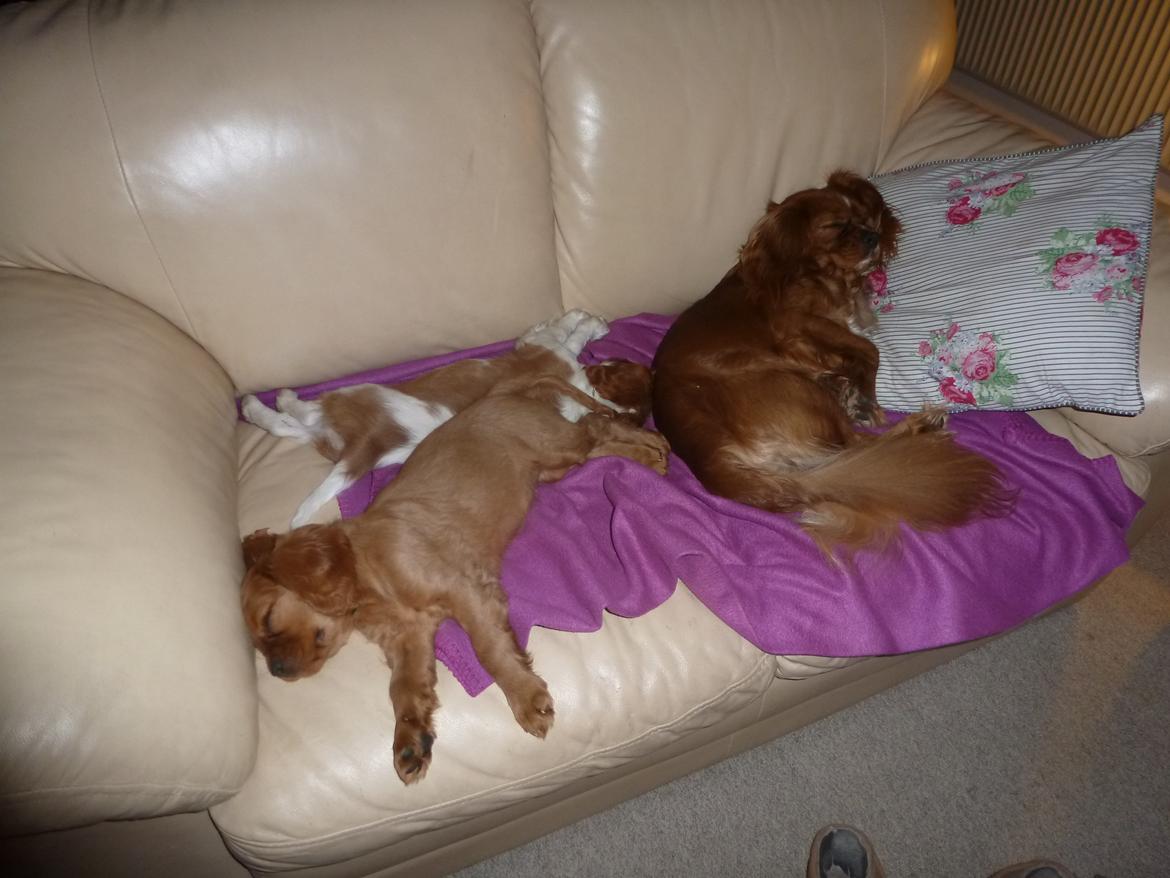 Cavalier king charles spaniel Aimee billede 7