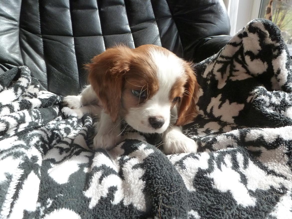 Cavalier king charles spaniel Aimee billede 8