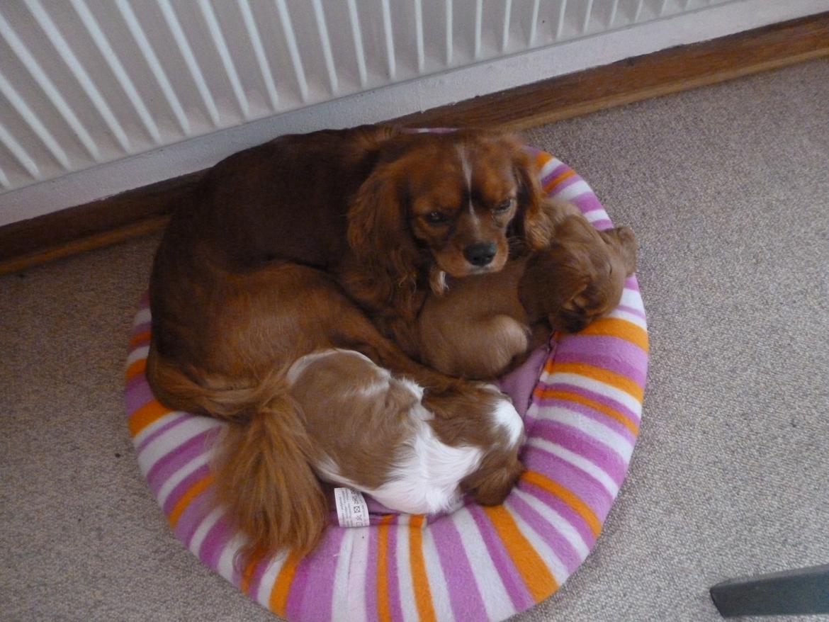 Cavalier king charles spaniel Aimee billede 9