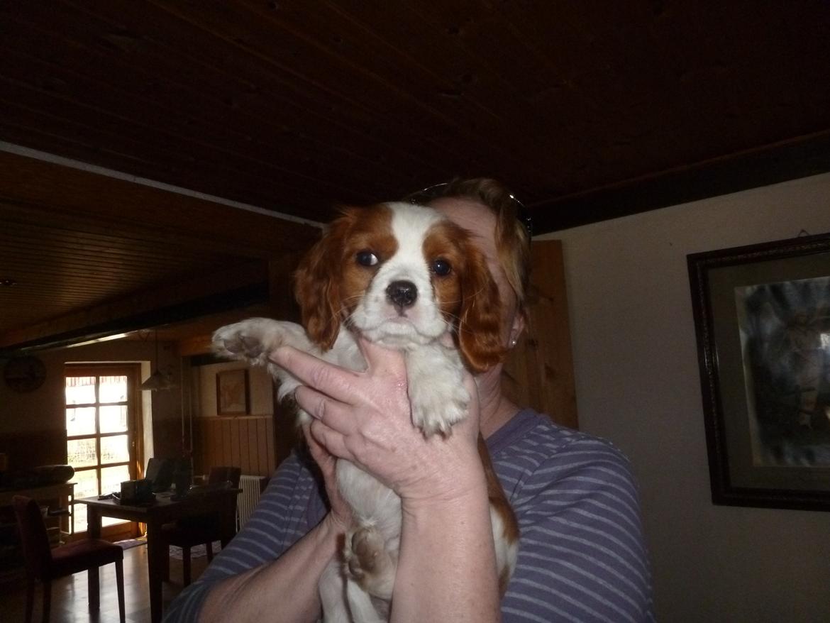 Cavalier king charles spaniel Aimee billede 10