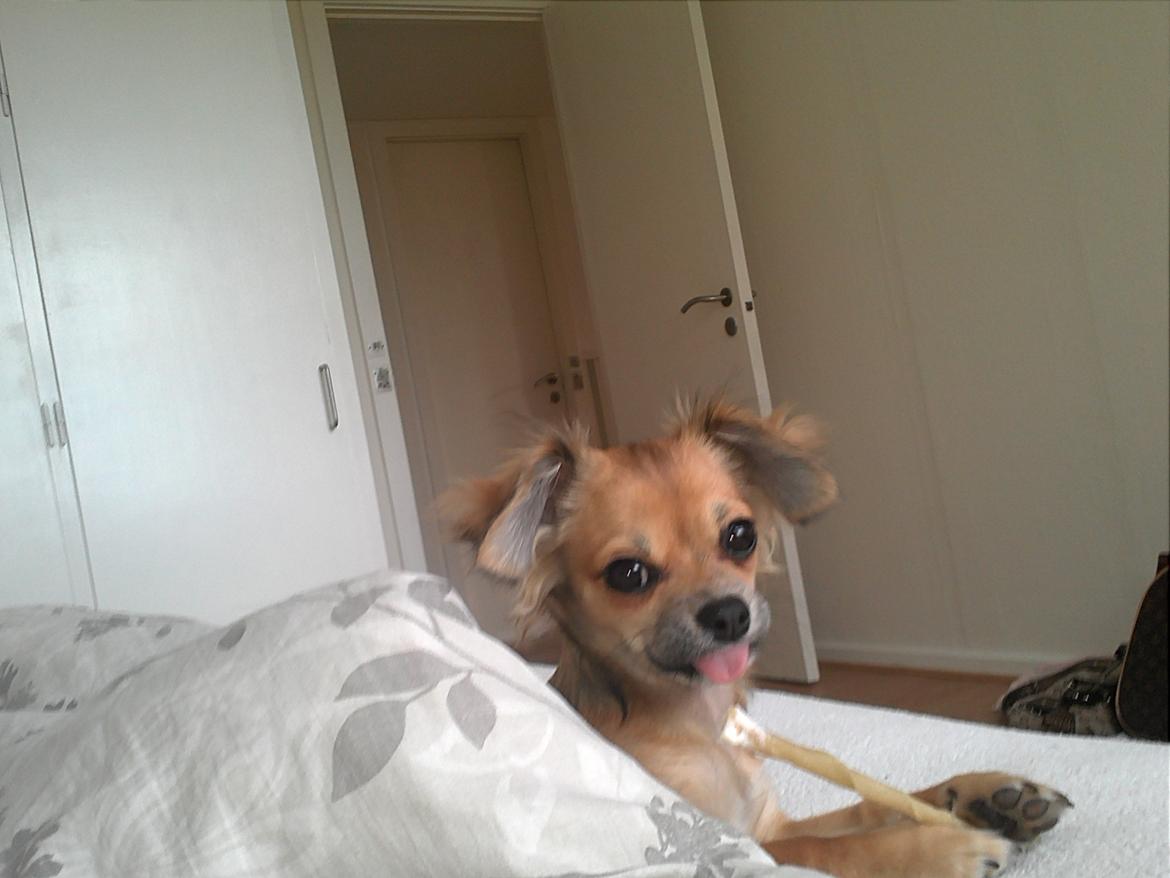 Chihuahua Søde Fie billede 20