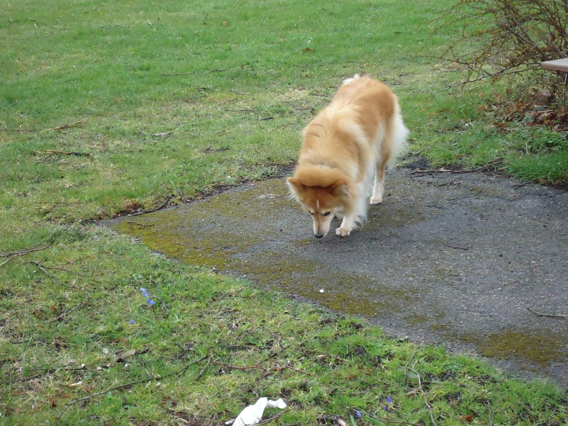 Blanding af racer daiasy billede 15