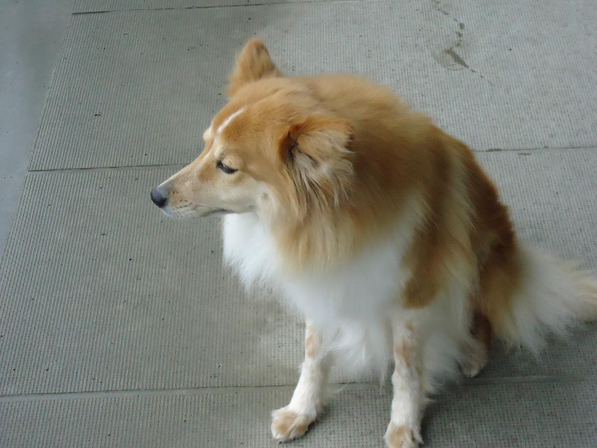 Blanding af racer daiasy billede 16