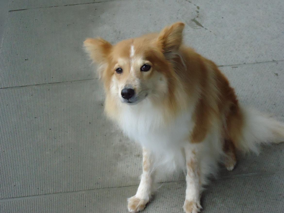 Blanding af racer daiasy billede 17