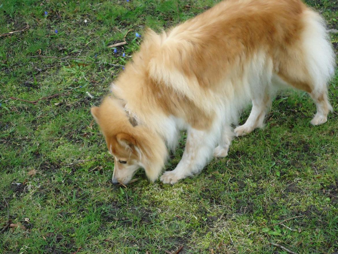 Blanding af racer daiasy billede 18