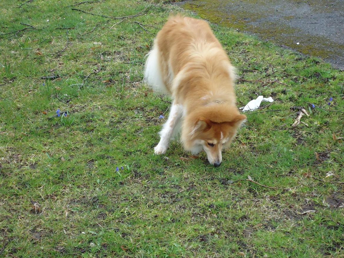 Blanding af racer daiasy billede 19