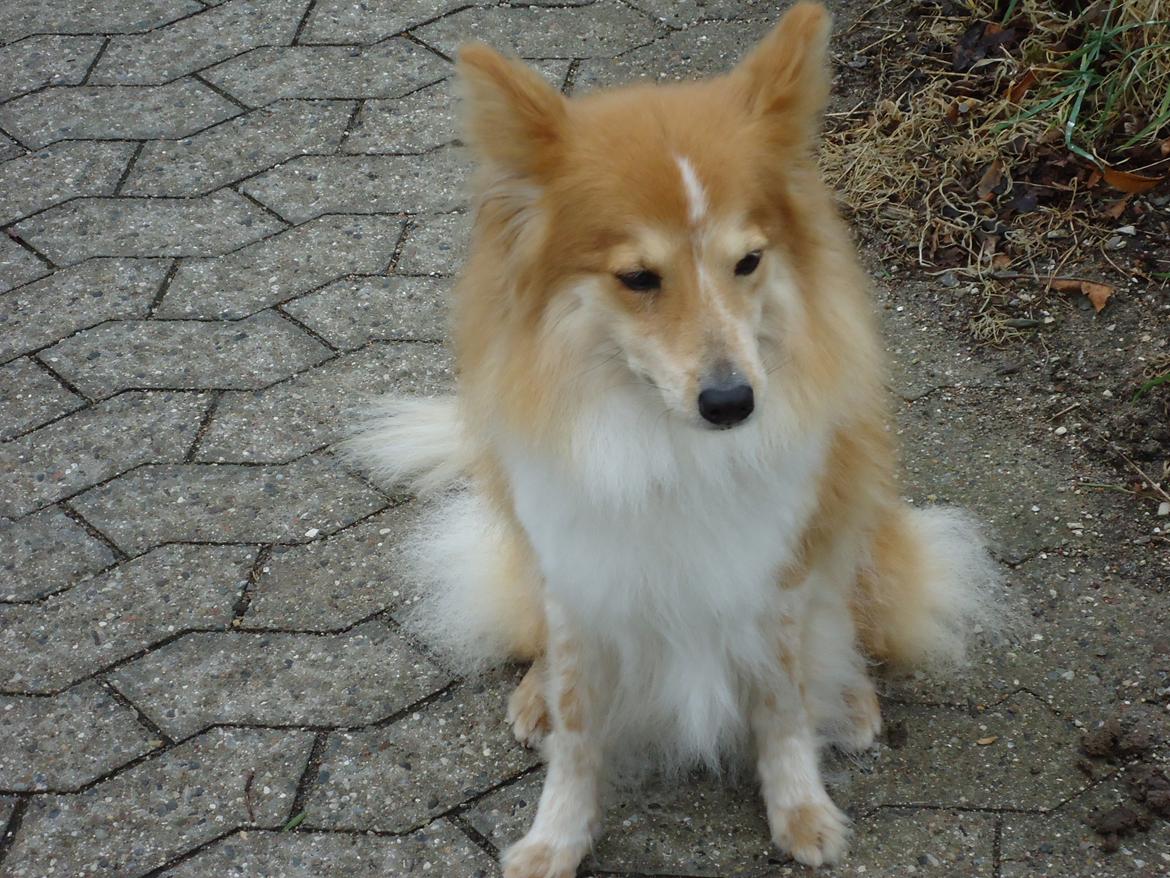 Blanding af racer daiasy billede 20