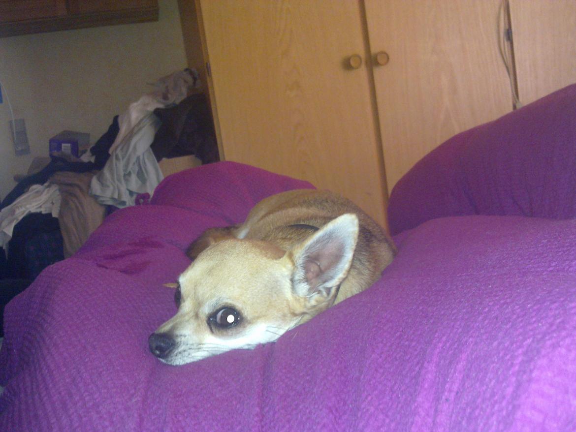 Chihuahua Birkedal's Sofus billede 10